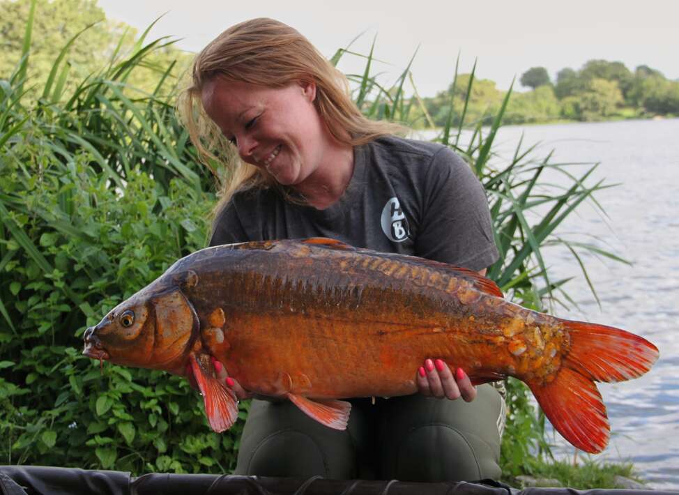 Chateliers Koi Karper Franka Koi Karper Franka