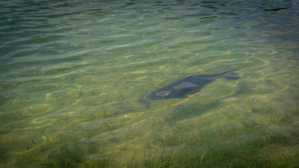 Etang Du Garnd Christoph Lassicourt Etang Du Lassicourt