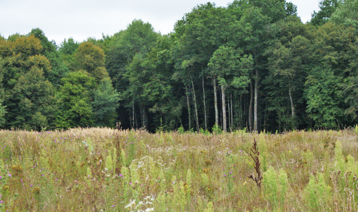 Sfeer Etang Du Grand Foret Sfeer Du Foret