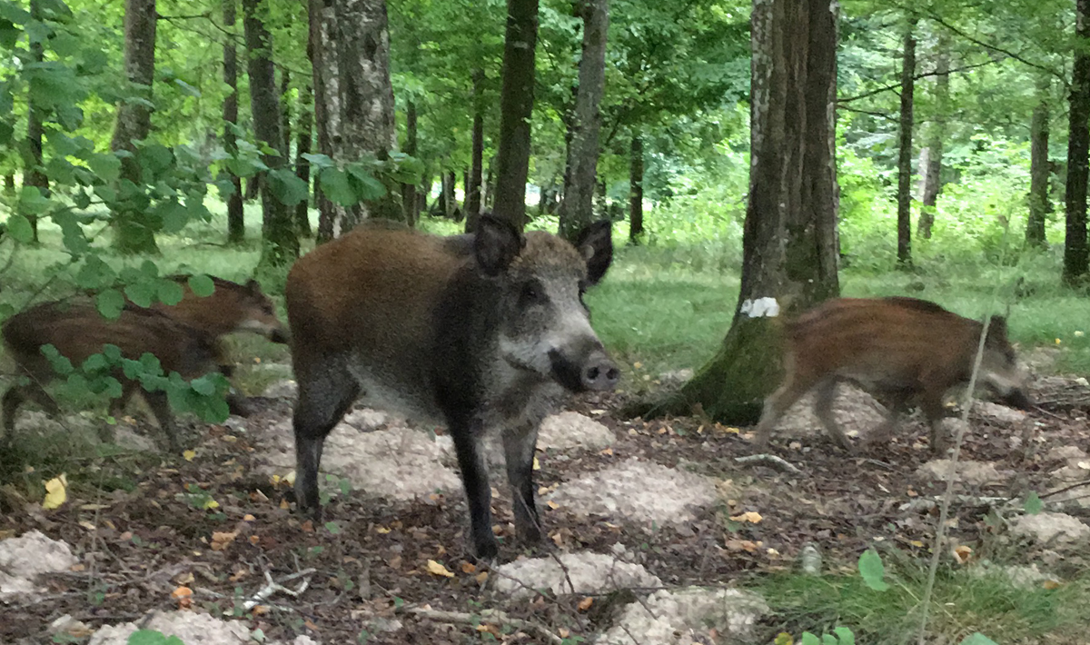 Sfeer Etang Du Grand Foret Du Orient Frankrijk