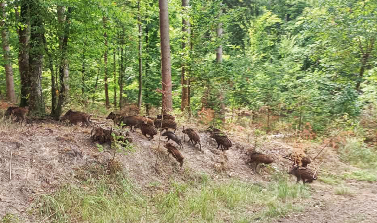 Sfeer Etang Du Grand Foret Sfeer Orient Frankrijk