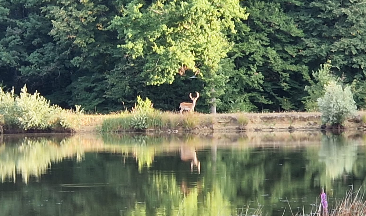 Sfeer Etang Du Grand Foret Sfeer Foret 9