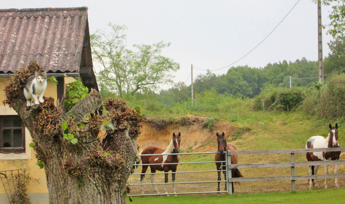 Sfeer Etang Morlou Visvakantie Frankrijk Sfeer Etang 11