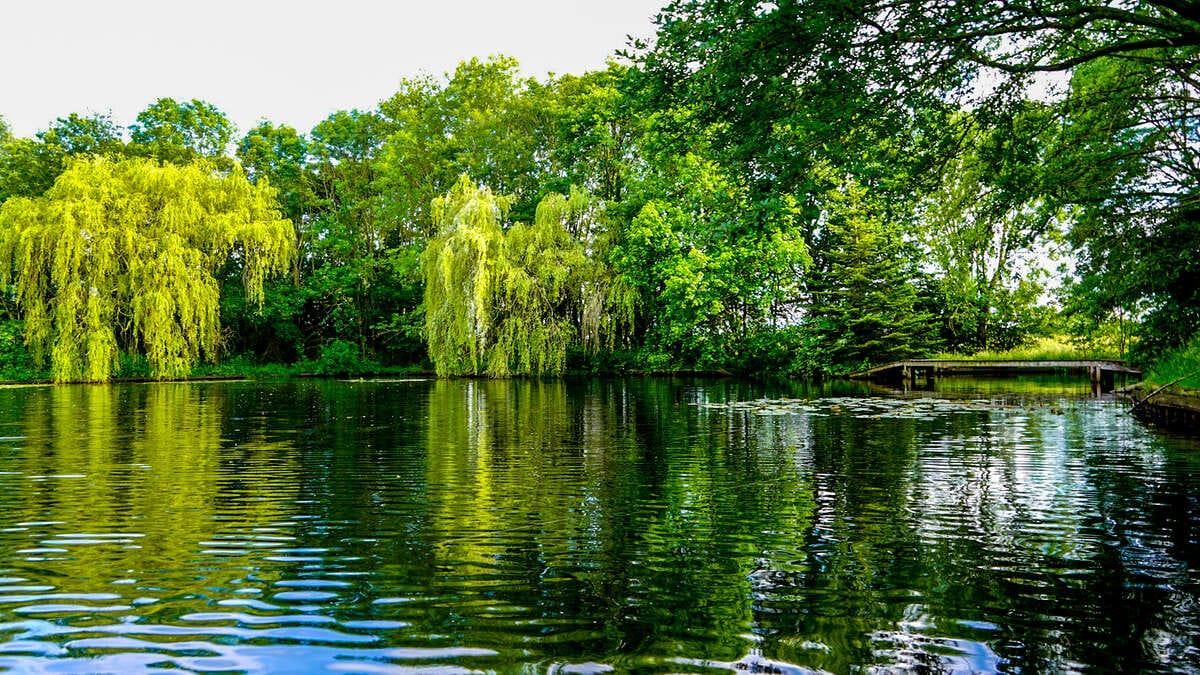 Carp Lake Rosmalen Sfeerfoto 2 Carp Sfeerfoto 2