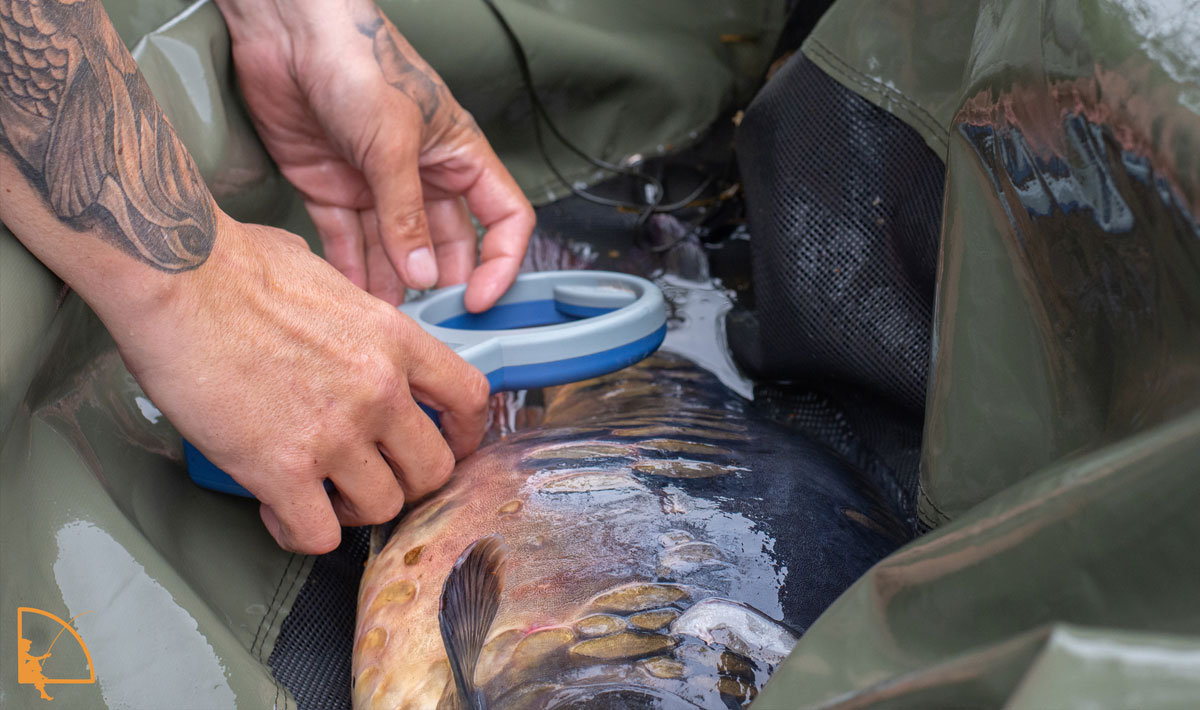 Omgeving Betaalwater Oploo Karpervissen Glory Oploo Lake 1