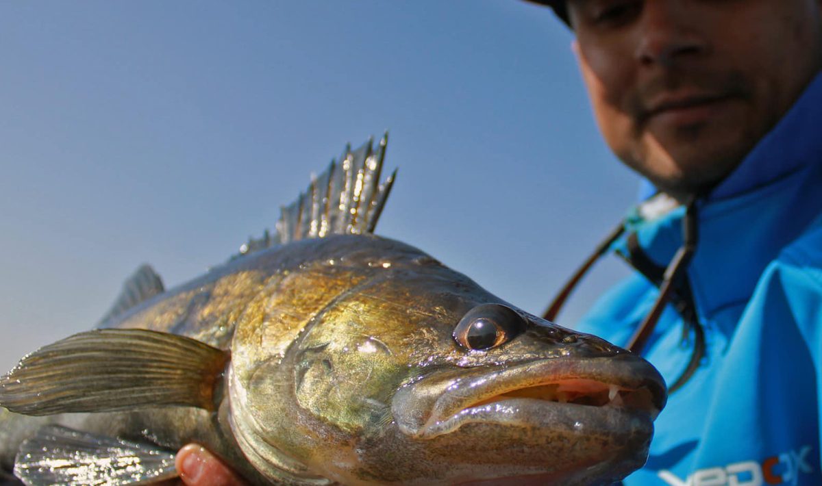 Nauta Visgids Roofvissen Nederland Snoek Nauta Snoekbaars Vistrip