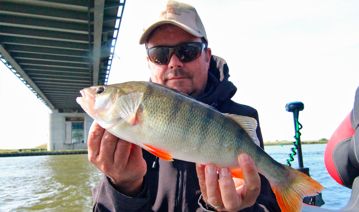 Nauta Visgids Roofvissen Nederland Snoek Visgids Snoek Snoekbaars
