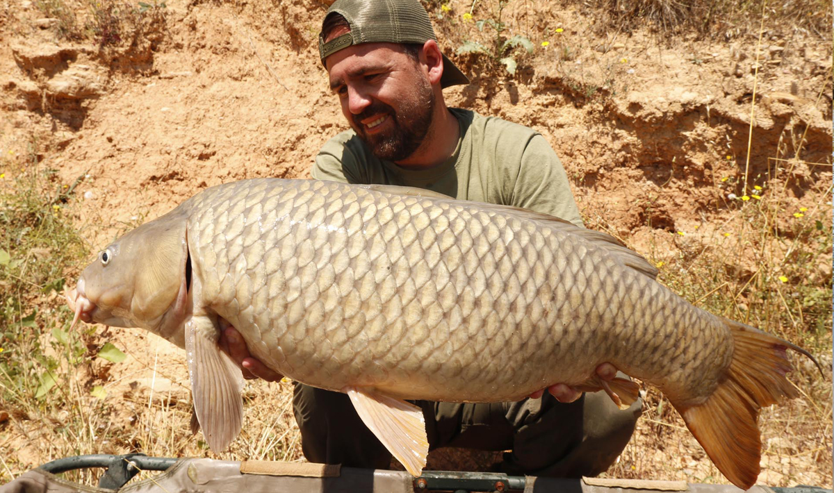 Karper Meervalvissen Spanje Caspe Ebro Meervalvissen Spanje Caspe
