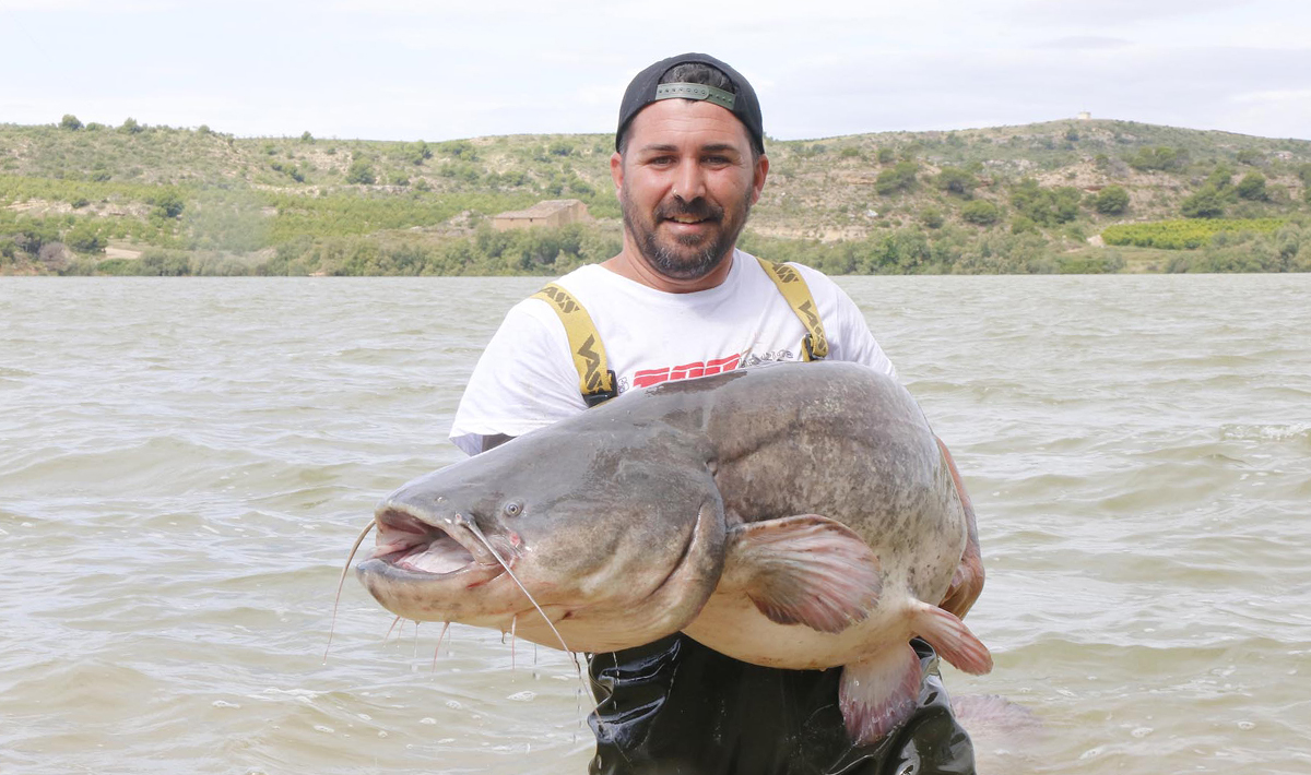 Meerval Meervalvissen Spanje Caspe Ebro Spanje Ebro 1