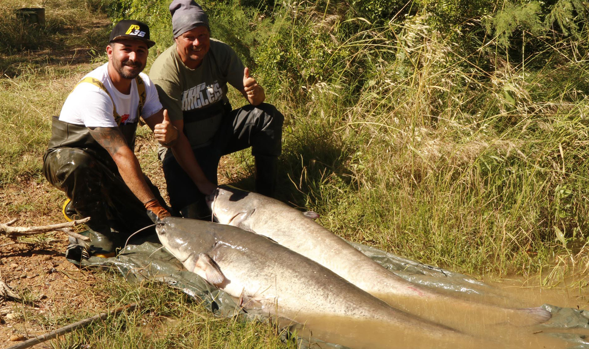 Meerval Meervalvissen Spanje Caspe Ebro Meervalvissen Ebro Visvakantie