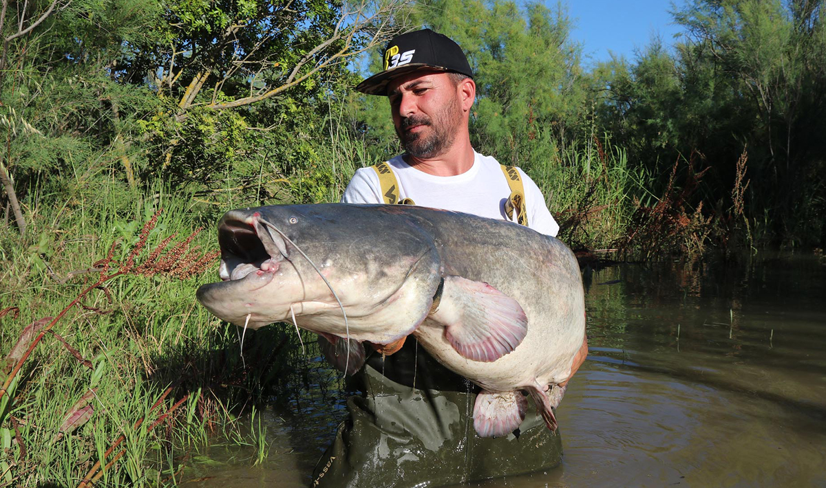 Sfeer Meervalvissen Spanje Caspe Ebro Sfeer Spanje Ebro