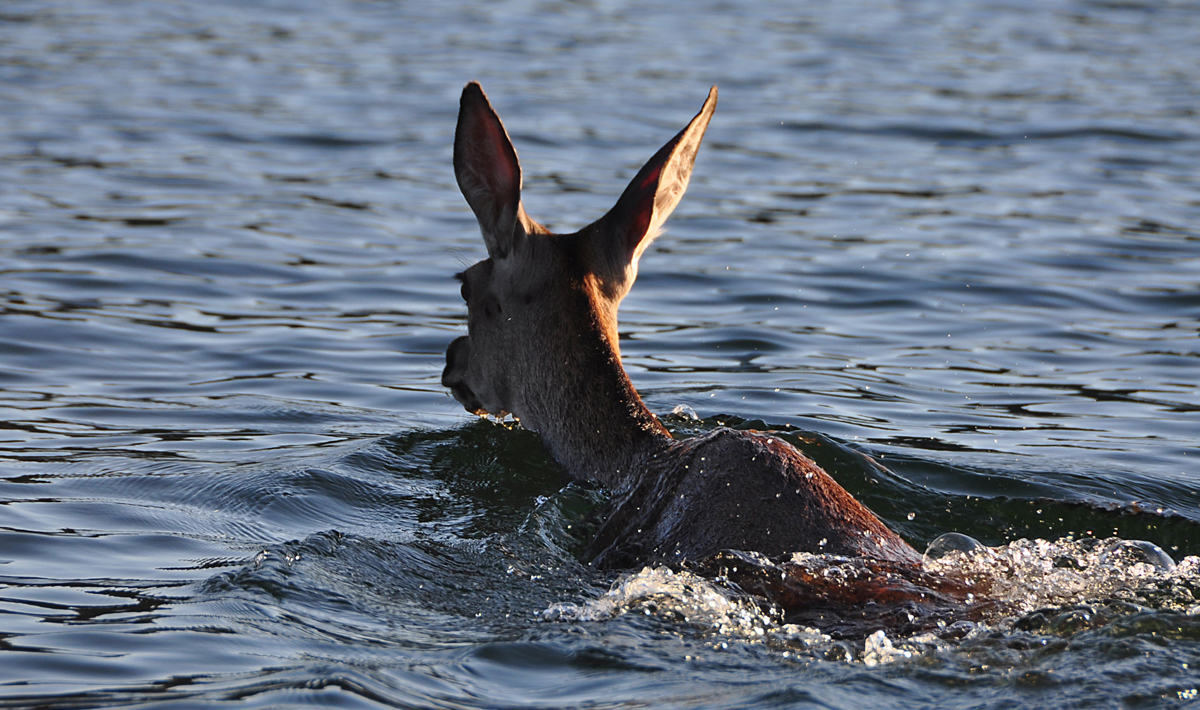 Sfeer Orellana Extremadura Spanje Roofvissen Sfeer Extremadura Bass