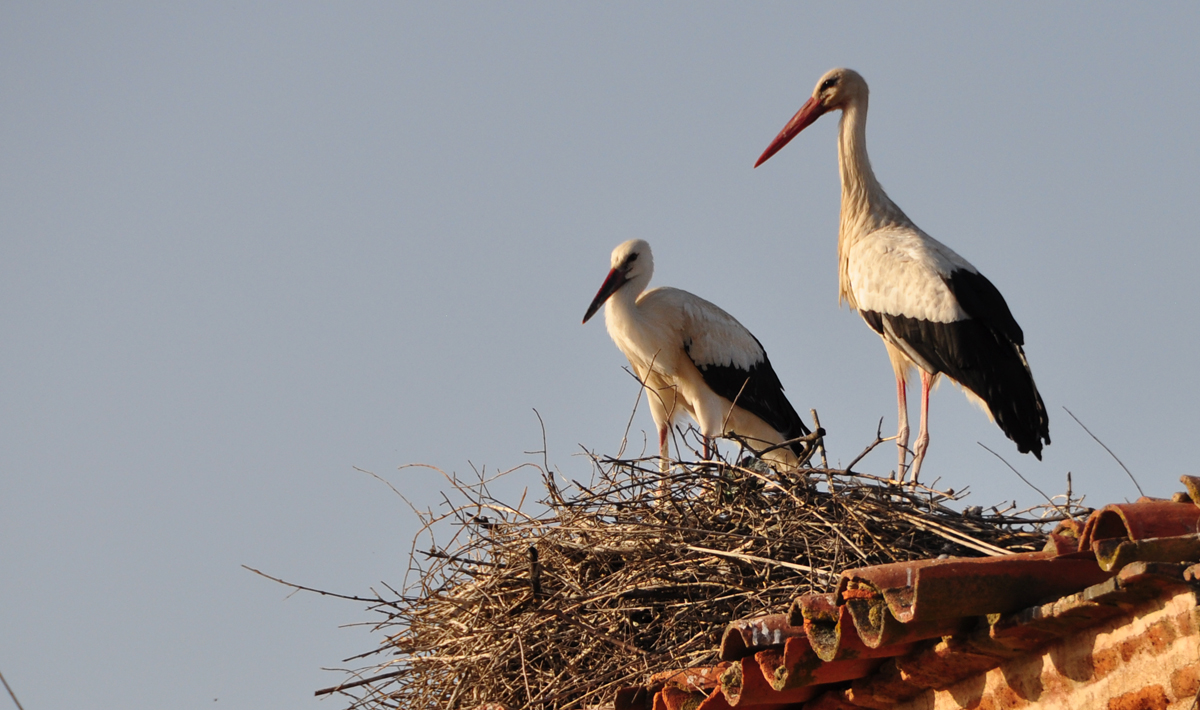 Sfeer Orellana Extremadura Spanje Roofvissen Spanje Black Bass