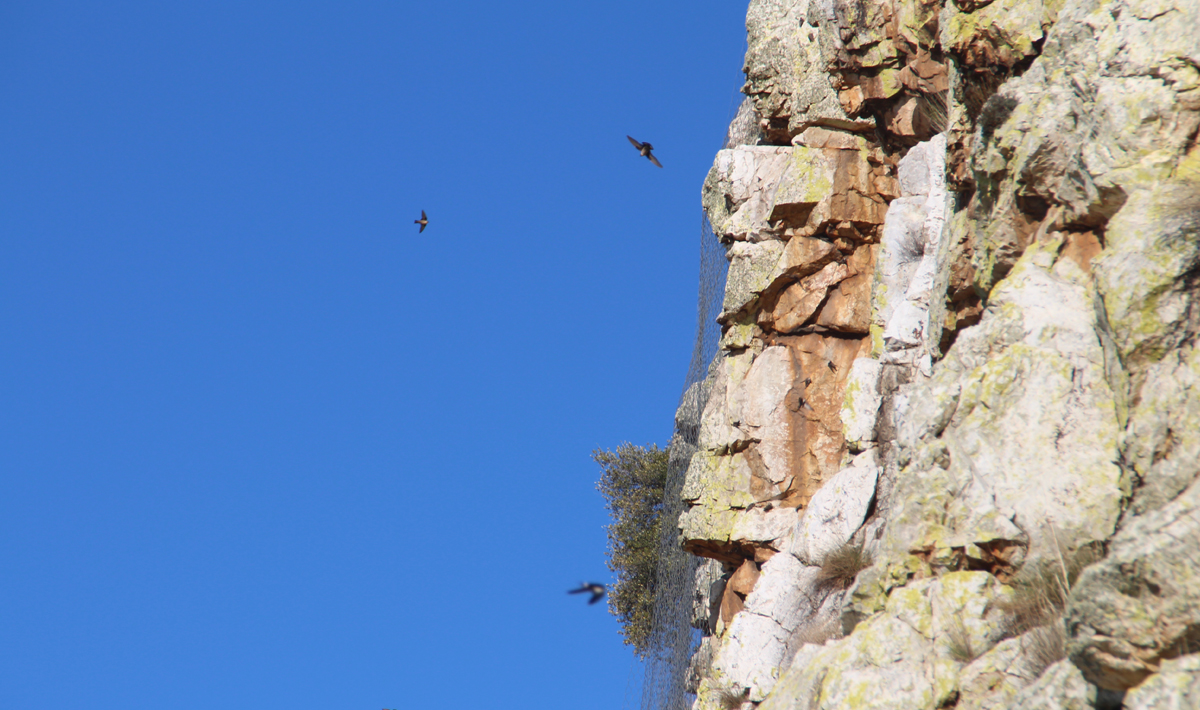 Sfeer Orellana Extremadura Spanje Roofvissen Sfeer Orellana Roofvissen