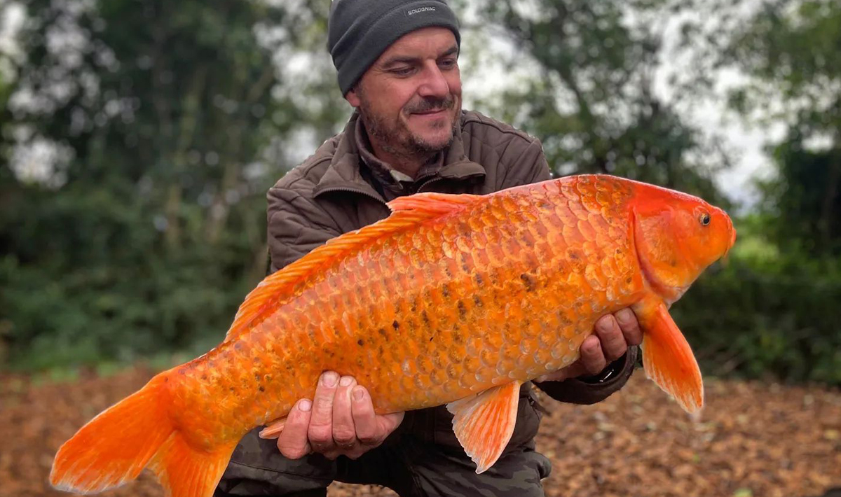 Karpers Medenice Carplake Karpervissen In Karpers Karpervissen 3