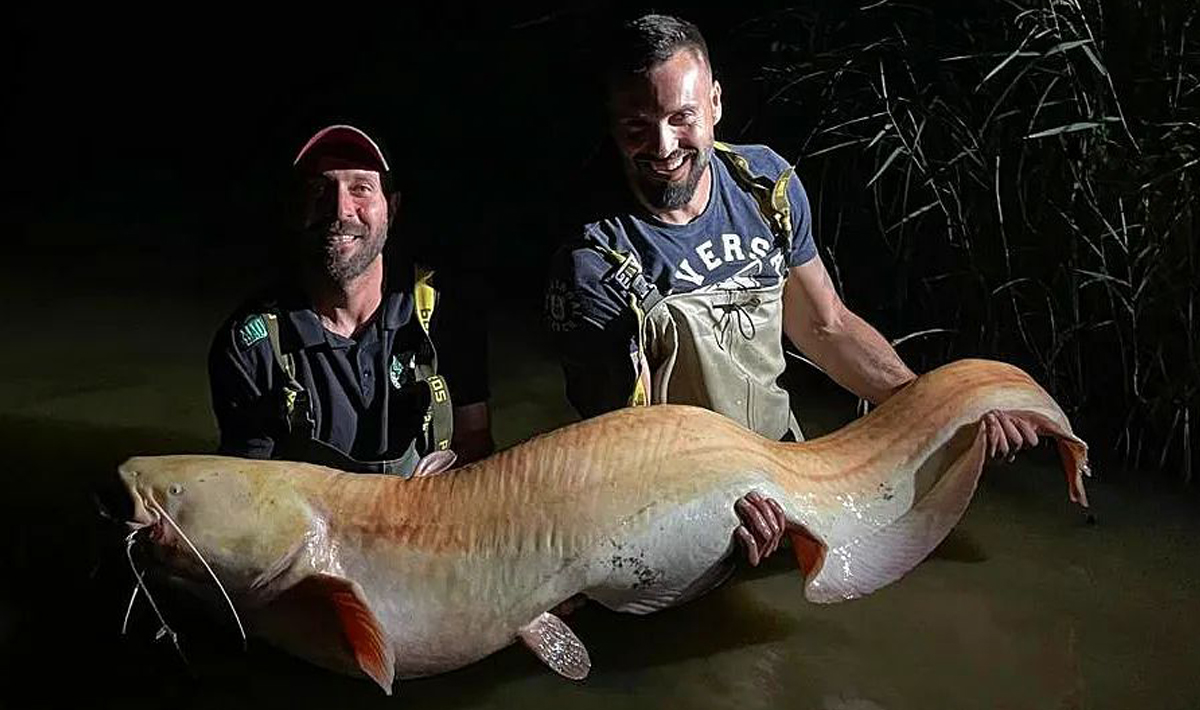 Meerval Betaalwater Meervalvissen Pohan Katlov Meerval Meervalvissen 1