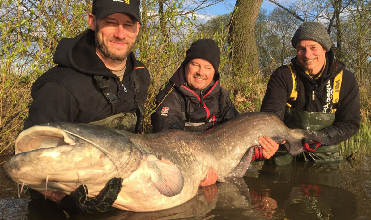 Meerval Betaalwater Meervalvissen Pohan Katlov Meerval Meervalvissen 10