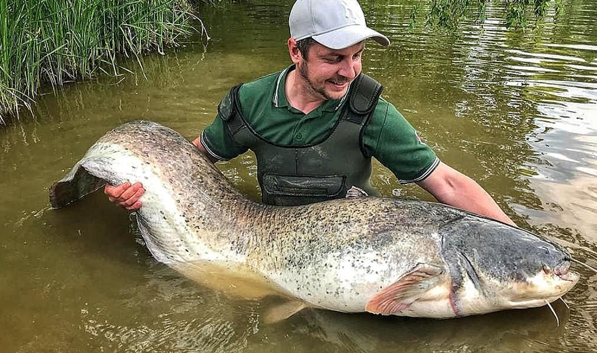 Meerval Betaalwater Meervalvissen Pohan Katlov Meerval Betaalwater 2