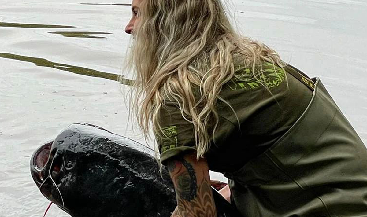 Meerval Betaalwater Meervalvissen Pohan Katlov Betaalwater Meervalvissen Katlov