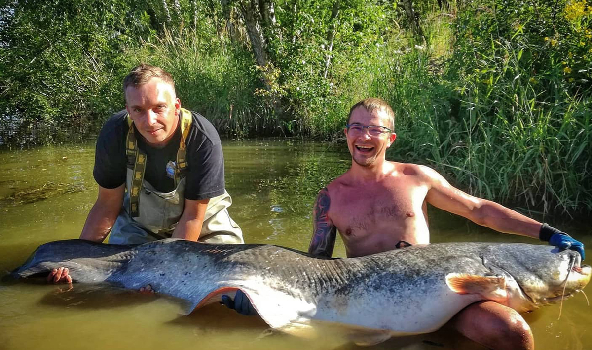 Meerval Betaalwater Meervalvissen Pohan Katlov Meerval Pohan Katlov