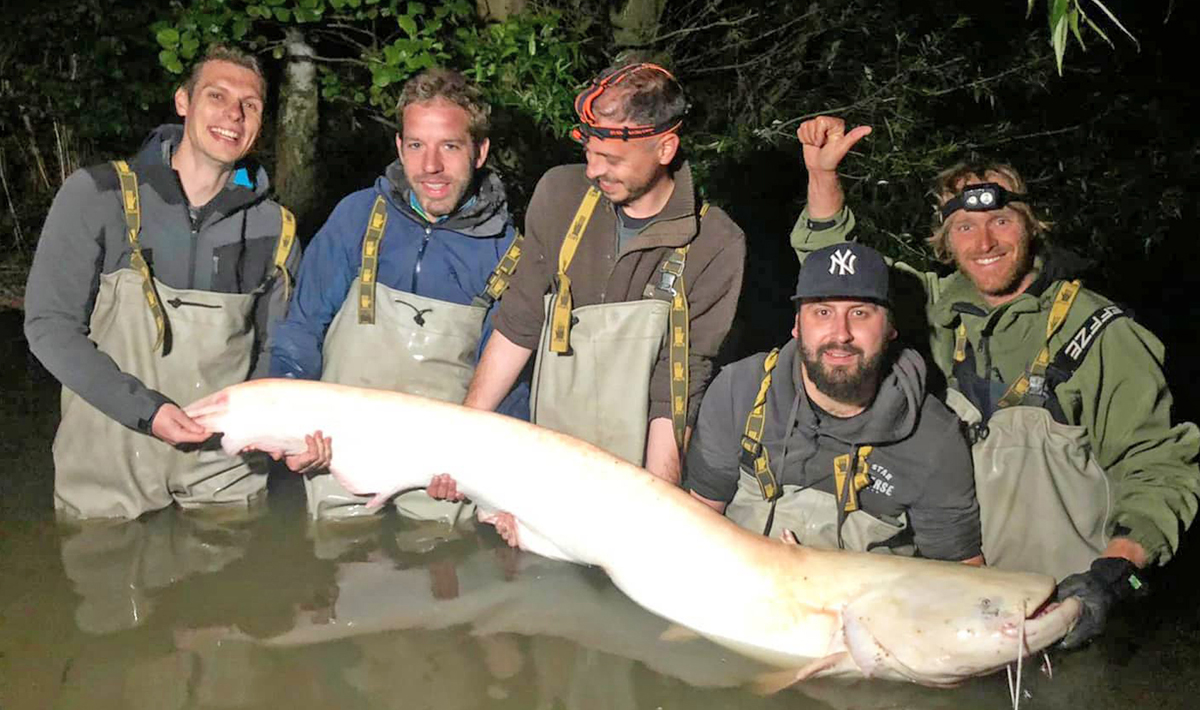 Meerval Betaalwater Meervalvissen Pohan Katlov Meervalvissen Katlov 8