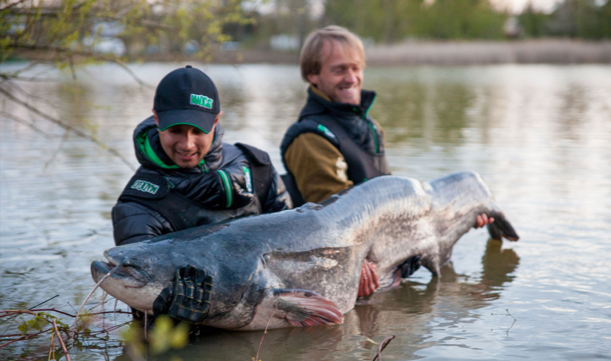 Meerval Betaalwater Meervalvissen Pohan Katlov Betaalwater Meervalvissen 9