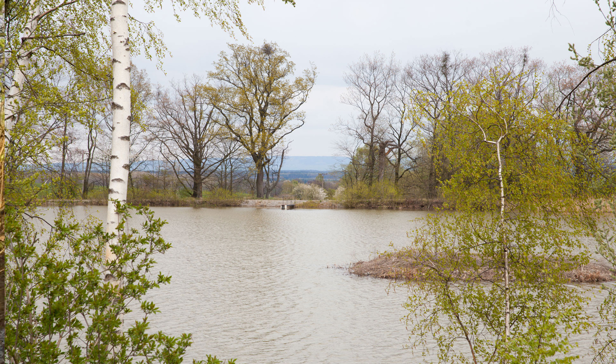 Sfeer Betaalwater Meervalvissen Pohan Katlov Sfeer Meervalvissen 4